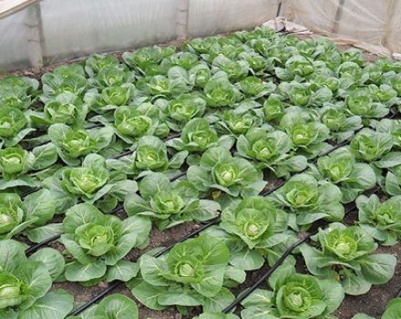 Cómo alimentar adecuadamente el repollo con yodo en campo abierto.