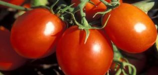 Description de la variété de tomate Stanichnik, caractéristiques de culture et d'entretien