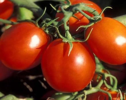 Descripción de la variedad de tomate Stanichnik, características de cultivo y cuidado.