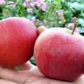 Description and characteristics of the apple variety Good news, planting and growing