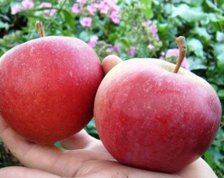 Descripción y características de la variedad de manzana Buenas noticias, plantación y crecimiento.