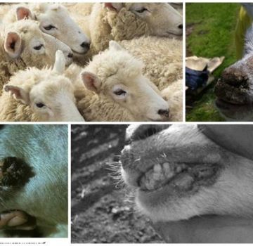 Symptoms of contagious ecthyma of sheep and a virus pathogen than to treat