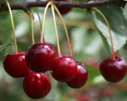 Popis odrůdy třešně Sania a charakteristika stromu a ovoce, pěstování a péče