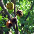 Qué hacer con la enfermedad de las encías y otras enfermedades en el albaricoque, tratamiento con productos químicos y remedios caseros.