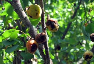 What to do with gum disease and other diseases in apricot, treatment with chemicals and folk remedies