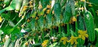 Description of the cucumber variety Garland f1, recommendations for growing and care