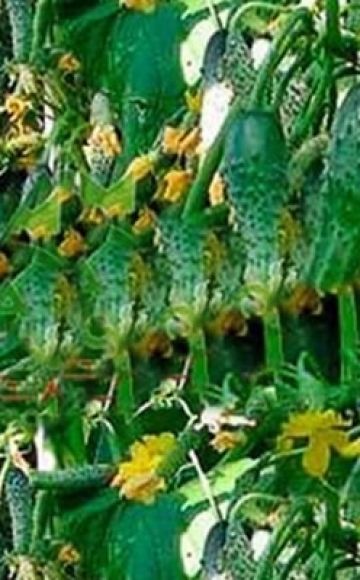 Description of the cucumber variety Garland f1, recommendations for growing and care