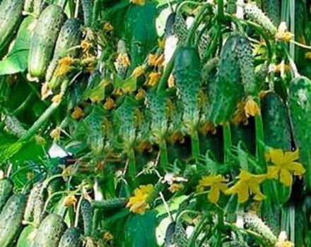 Description of the cucumber variety Garland f1, recommendations for growing and care