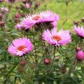 Beskrivelse af New England aster sorter, plantning og pleje funktioner