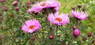 Descripción de las variedades de aster de Nueva Inglaterra, características de plantación y cuidado.