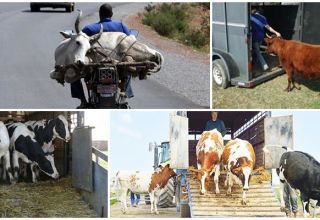 Rules for transporting cows and what kind of transport to choose, the necessary documentation