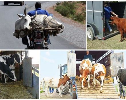 Rules for transporting cows and what kind of transport to choose, the necessary documentation