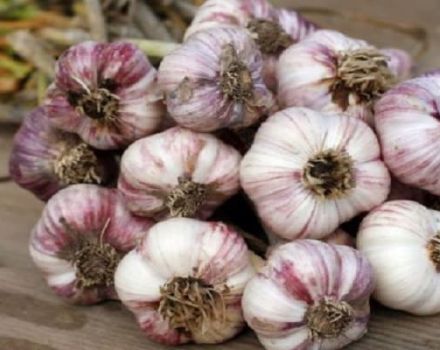 Description of the Dobrynya garlic variety, features of cultivation and care