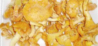 Les meilleures recettes pour bien congeler les chanterelles fraîches pour l'hiver à la maison