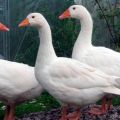 Description and characteristics of geese of the Rhine breed, their diet and breeding