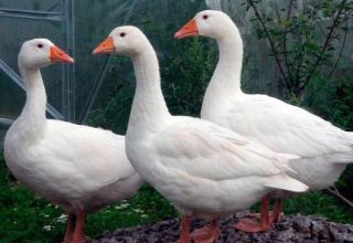 Description et caractéristiques des oies de la race rhénane, leur alimentation et leur élevage