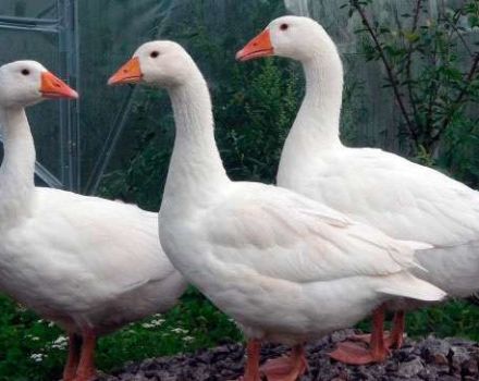 Description et caractéristiques des oies de la race rhénane, leur alimentation et leur élevage