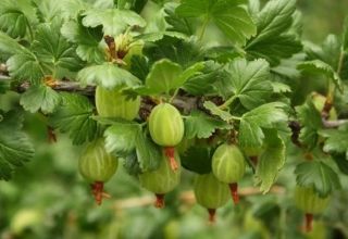 Cara menanam gooseberry standard, tumbuh, menanam dan merawat