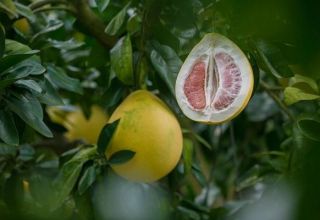 Cómo cultivar un pomelo a partir de una piedra y cuidarlo en casa.