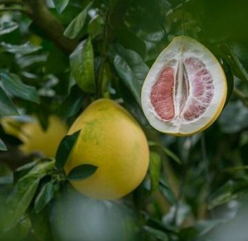 Cómo cultivar un pomelo a partir de una piedra y cuidarlo en casa.