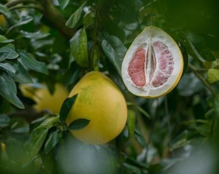 How to grow a pomelo tree from a stone and take care at home