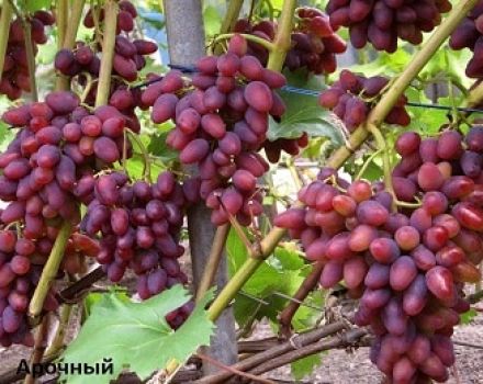 Description and characteristics of Arochny grapes, history of the variety and growing rules