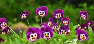 Description and characteristics of types of perennial flowers for the Urals, planting and care