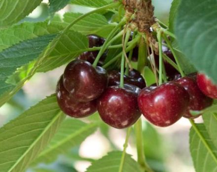 Description et caractéristiques des variétés de cerises Vocation, histoire et caractéristiques de la culture