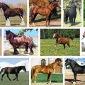 Liste et descriptions des 40 meilleures races de chevaux, caractéristiques et noms