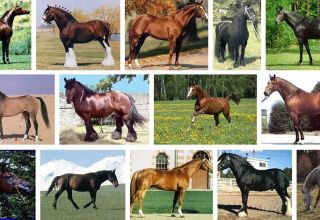 List and descriptions of the 40 best horse breeds, characteristics and names