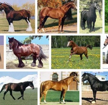 Lista y descripciones de las 40 mejores razas de caballos, características y nombres