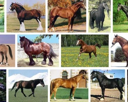 List and descriptions of the 40 best horse breeds, characteristics and names