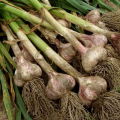 When to dig garlic in the Moscow region in 2020