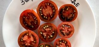 Description et rendement des variétés de tomates Guimauve au chocolat