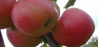 Description of the variety and yield of the apple tree Katerina, characteristics and regions of cultivation