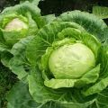 Description of the cabbage variety Gift, features of cultivation and care