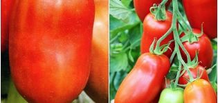 Description of the Hugo tomato variety, its characteristics and productivity