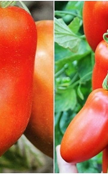 Description of the Hugo tomato variety, its characteristics and productivity