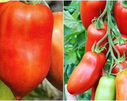 Description de la variété de tomate Hugo, ses caractéristiques et sa productivité