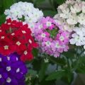 15 mejores variedades de verbena de jardín con características y descripciones