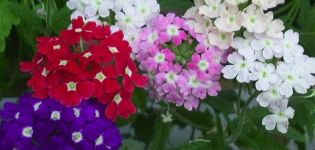 15 mejores variedades de verbena de jardín con características y descripciones