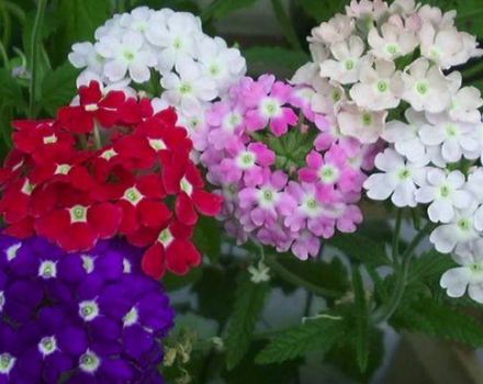 15 mejores variedades de verbena de jardín con características y descripciones