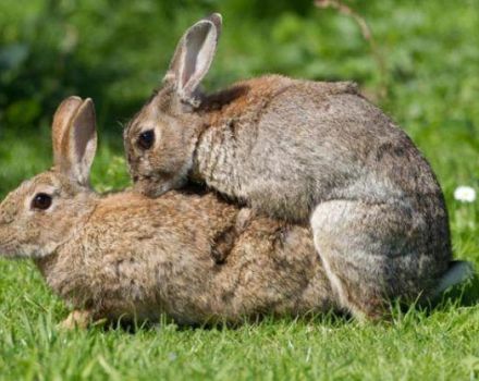 Âge des lapins pour l'accouplement et règles de la maison pour les débutants