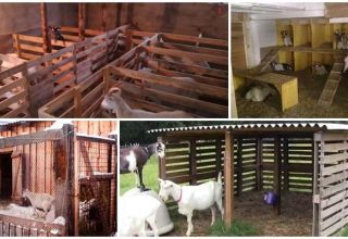 Dimensions and drawings of goat sheds, how to make and equip with your own hands