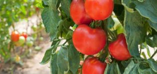 Characteristics of the tomato variety Fakel, its yield