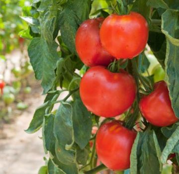 Characteristics of the tomato variety Fakel, its yield