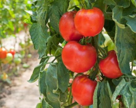 Characteristics of the tomato variety Fakel, its yield