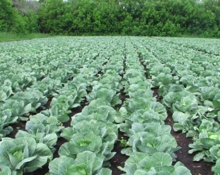 How to process, spray cabbage to get rid of midges with folk remedies