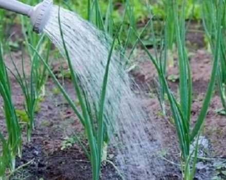 Proportions and rules for watering onions with salt from an onion fly