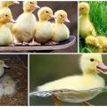 Por qué los patitos y Mulardy se quedan calvos y pican, qué hacer y cómo prevenir